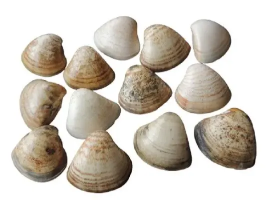 25 Conchas Marinhas naturais Grandes artesanato festa top - artesanato de ilha arte mar
