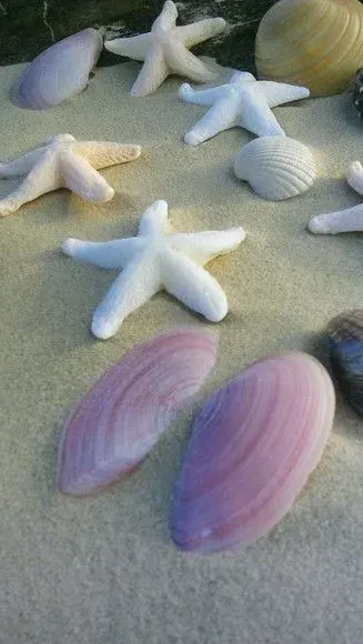 100 Conchas Marinhas Naturais e 26 Estrela de Biscuit - artesanato de ilha arte mar