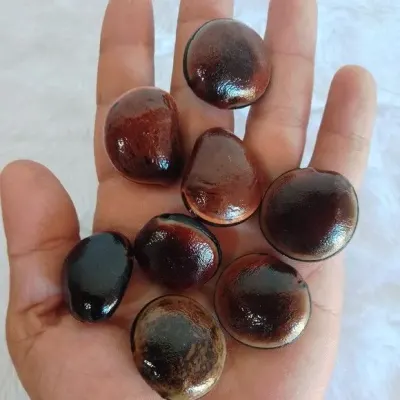 30 Olhos de Boi Furadas e Envernizadas - artesanato de ilha arte mar