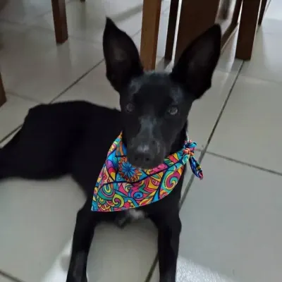 Bandanas pet, estampas coloridas sortidas. - artesanato de Capolavoro Lacinhos e enfeites pet
