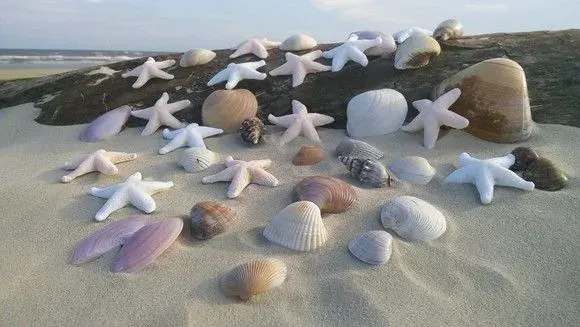 Conjunto Kit fundo do mar conchas marinhas estrelas Moana - artesanato de ilha arte mar