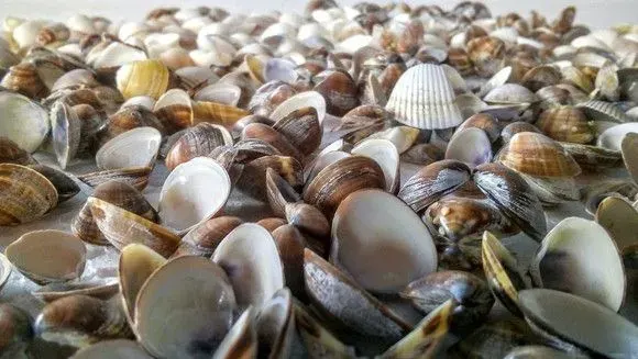 400 Conchas Marinhas Praia,Artesanato, Decoração - artesanato de ilha arte mar