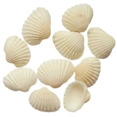 35 Conchas naturais Branca 15 Aplique estrelas do mar top - artesanato de ilha arte mar