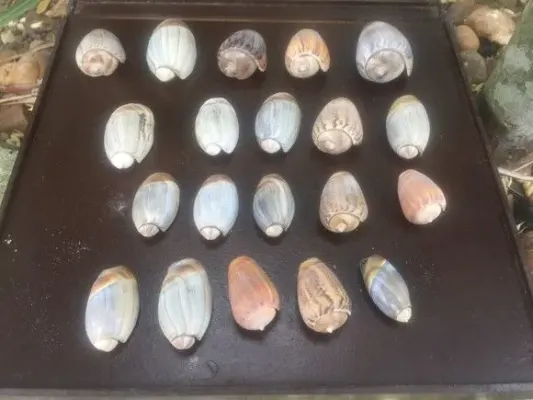 100 Conchas Caracol - artesanato de ilha arte mar