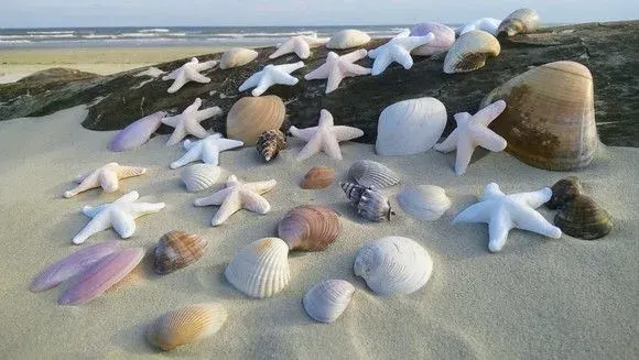 50 Conchas Naturais e 25 Estrelas de Biscuit 5 cm x 5 cm - artesanato de ilha arte mar