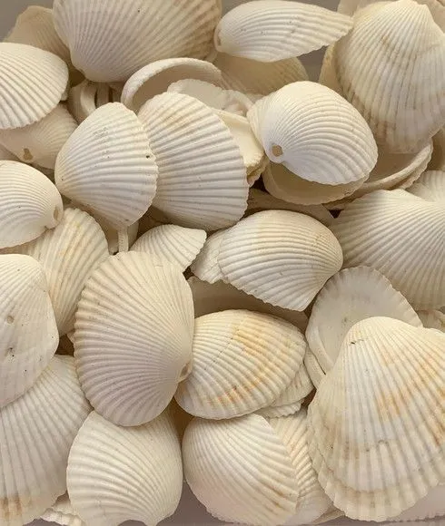Mix conchas marinhas naturais furada 500g artesanato moda - foto 2