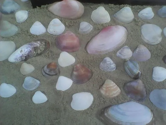 120 Conchas Marinhas Naturais Pre-Lavadas - foto 3