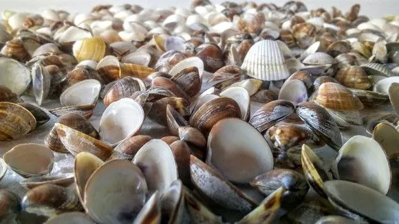 10 conchas marinhas naturais 10 estrela estrelinhas biscuit