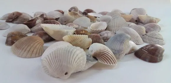 Mix conchas marinhas naturais furada 500g artesanato moda