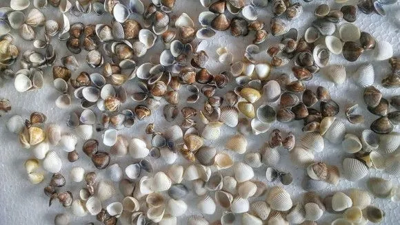 300 Mini Conchas naturais para garrafa convites arte top - foto 3
