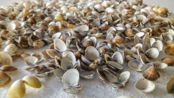 200 Mini Concha Natural 10 Estrelas Do Mar Cabe na Garrafa - foto 4