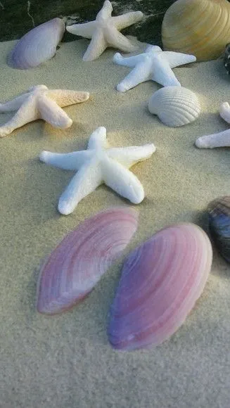 100 Conchas Marinhas Naturais e 26 Estrela de Biscuit