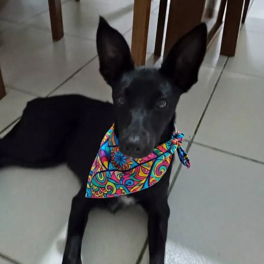 Bandanas pet, estampas coloridas sortidas.