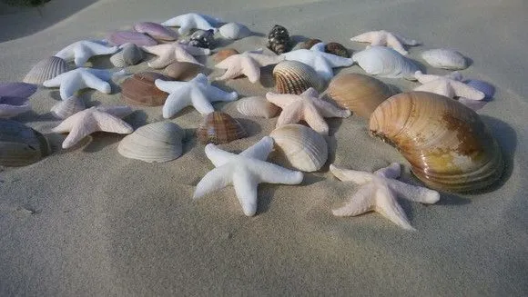 30 Estrelas do Mar de Biscuit 5x5 cm - foto 3