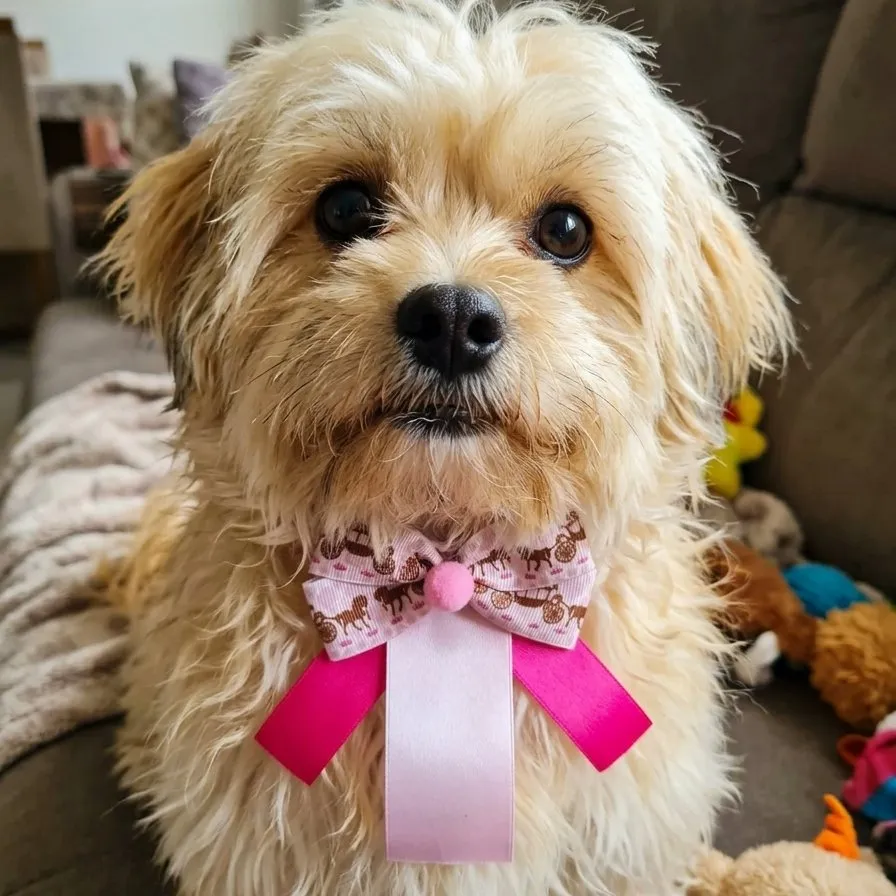 LAÇO DE PESCOÇO LUXO PET FÊMEA, TAM G.