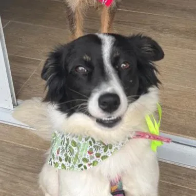 Bandanas pet, estampas coloridas sortidas. - foto 4