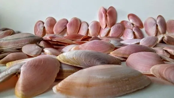 50 Conchas Naturais Rosa 30 Conchas Conchinhas Branca sereia