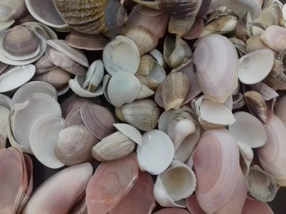 Conjunto 20 estrelas, 6 porta guardanapos e 20 conchas - foto 3