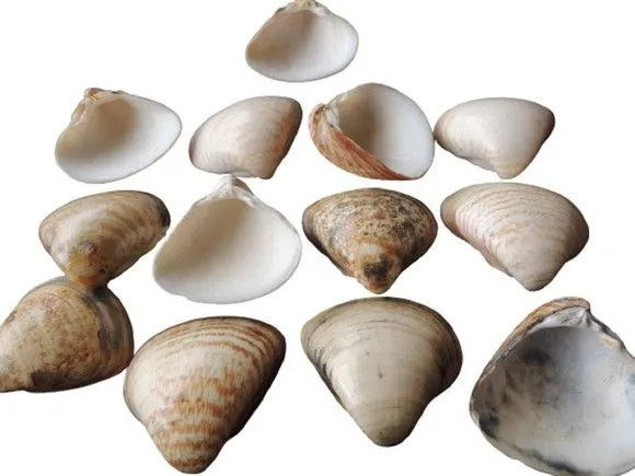 25 Conchas Marinhas naturais Grandes artesanato festa top - foto 2