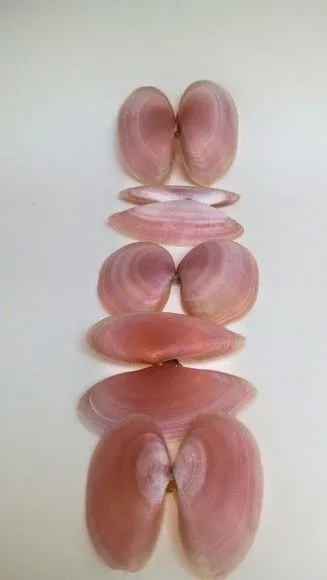 Mix 233 Conchas naturais rosa bebe branca e marrom decoração - foto 2