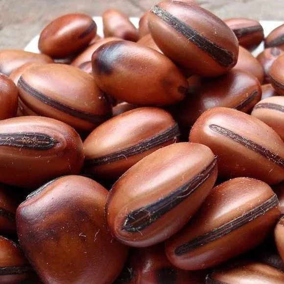 30 Olhos de Boi Furadas e Envernizadas - foto 2