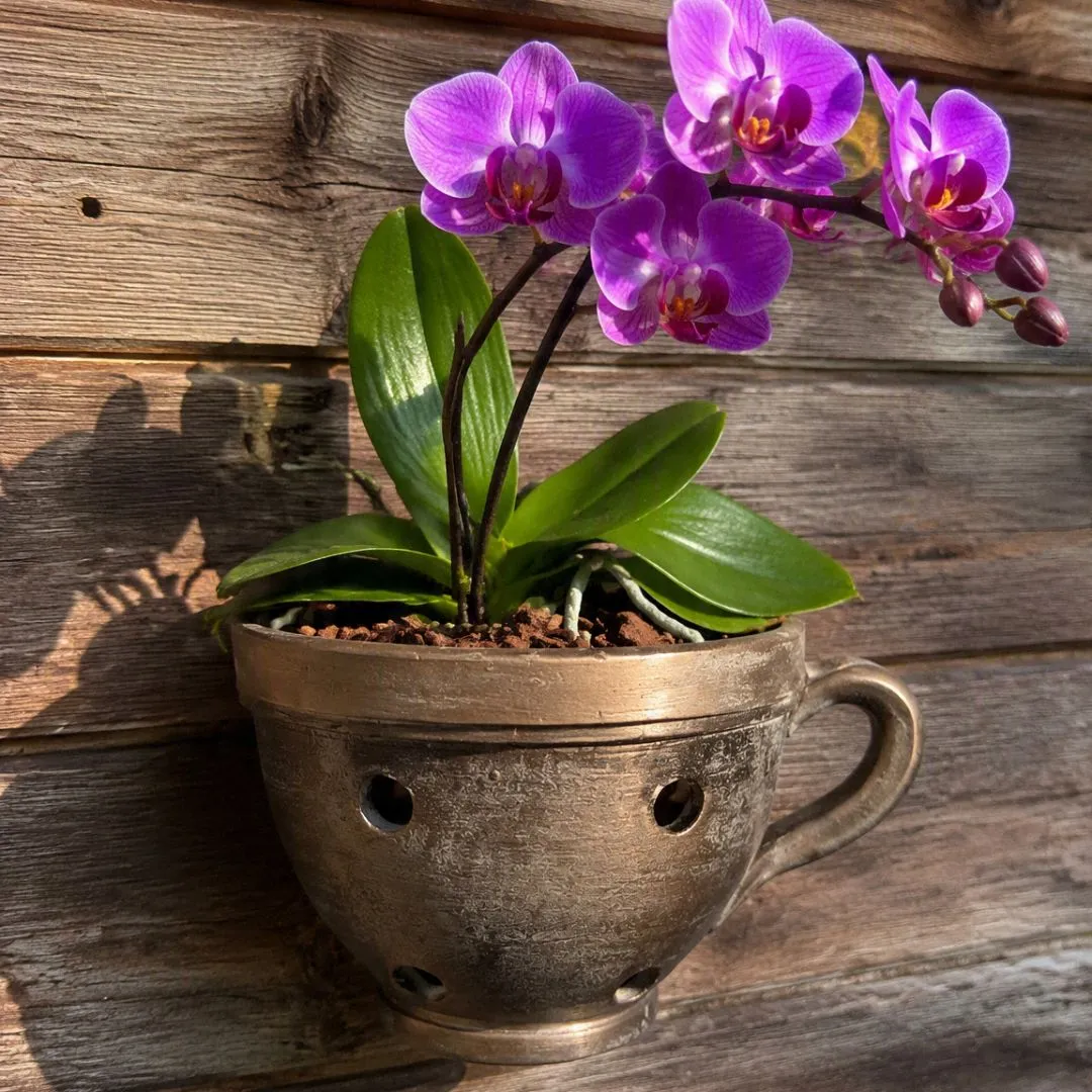 Vaso de Planta Tipo Xícara de Parede para Orquídea de Cerâmica - foto 3