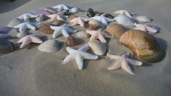 10 Estrelas do Mar 50 Conchas Mais 1kg Areia Branca - foto 2