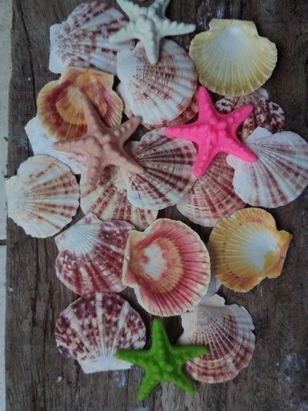 Conjunto 12 Lindas Conchas Raras,1 Estrela do Mar - foto 3