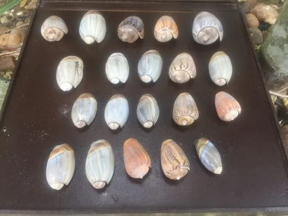100 Conchas Caracol - artesanato de ilha arte mar