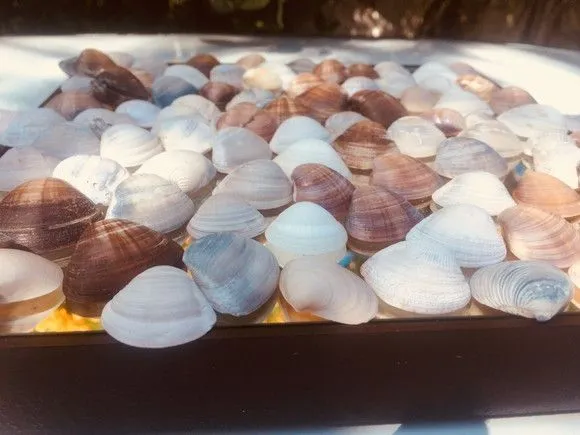 100 Pequenas Conchas Pre- Lavadas - Artesanato - Decoração - foto 2
