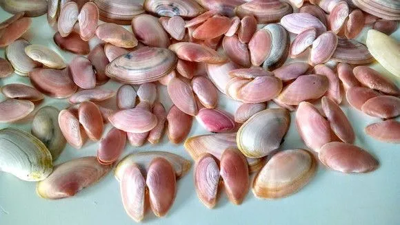 100 Conchas conchinha Marinha Naturais Rosa bebe aquário mar - foto 2