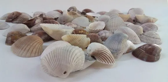 Conchas Conchinhas Furadas 1,5cm ate 2cm 200 Unid