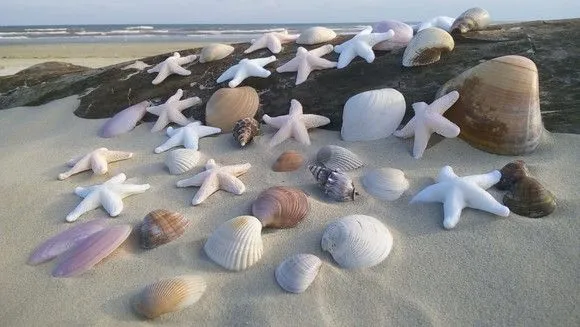 250 Conchas marinhas naturais e 15 estrelas de biscuit - foto 4