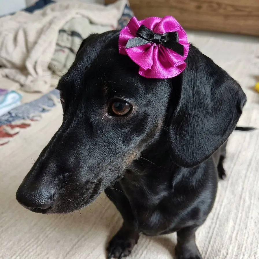 LAÇOS DE ORELHA FÊMEA PET TAM. M - foto 7