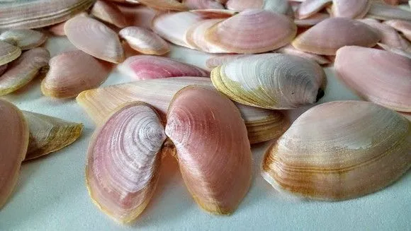 30 Estrelas mar de Biscuit 100 Conchas Naturais artesanato - foto 4